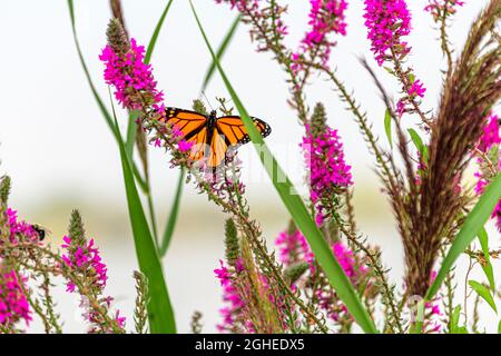 Monarch Schmetterling auf Blume von Purlpe loosestrife Stockfoto