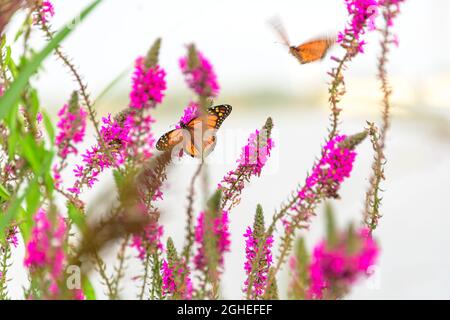 Monarch Schmetterling auf Blume von Purlpe loosestrife Stockfoto