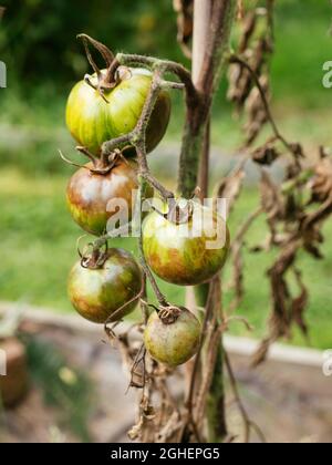 Tomatenstängel verrotten durch den Pilz Didymella lycopersici und zu viel Regen.