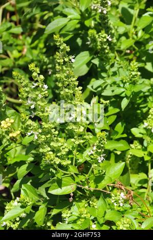 Basilikum, Basilikum, Basilie, Basilienkraut, Königskraut, Ocimum basilicum, bazsalikom, Albanien, Europa Stockfoto