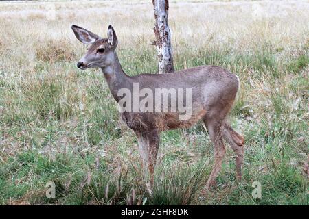 Seitenprofil eines weiblichen Maultierhirsches Stockfoto