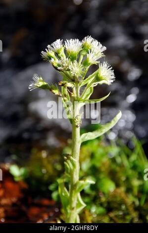 Weißer Butterbur, Weiße Pestwurz, Petasites albus, fehér acsalapu, Ukraine, Europa Stockfoto