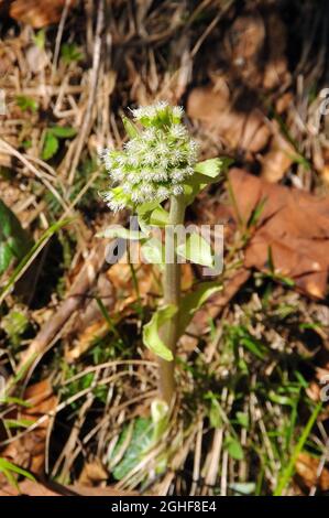 Weißer Butterbur, Weiße Pestwurz, Petasites albus, fehér acsalapu, Ukraine, Europa Stockfoto