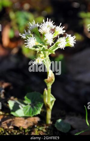 Weißer Butterbur, Weiße Pestwurz, Petasites albus, fehér acsalapu, Ukraine, Europa Stockfoto