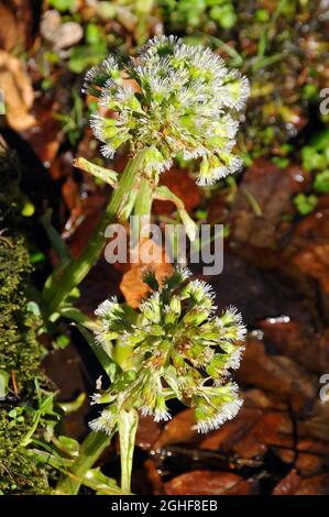 Weißer Butterbur, Weiße Pestwurz, Petasites albus, fehér acsalapu, Ukraine, Europa Stockfoto