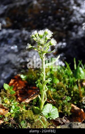 Weißer Butterbur, Weiße Pestwurz, Petasites albus, fehér acsalapu, Ukraine, Europa Stockfoto