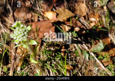 Weißer Butterbur, Weiße Pestwurz, Petasites albus, fehér acsalapu, Ukraine, Europa Stockfoto