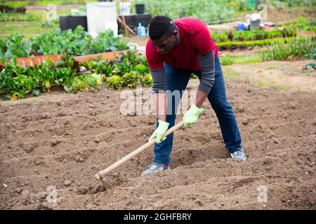 Fokussierte afroamerikanische Arbeit mit Hacke im Küchengarten, Bodenbearbeitung vor dem Pflanzen von Gemüse.. Stockfoto