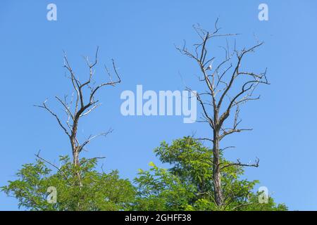 Zwei getrocknete Akazien am blauen Himmel - und um sie herum junge Akazien Stockfoto