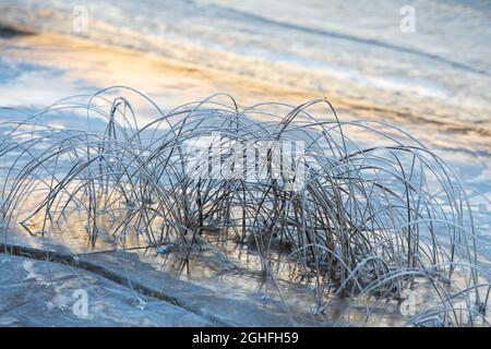 Frostbedeckte Seegeln am Ufer neben der eisbedeckten Wasseroberfläche Stockfoto