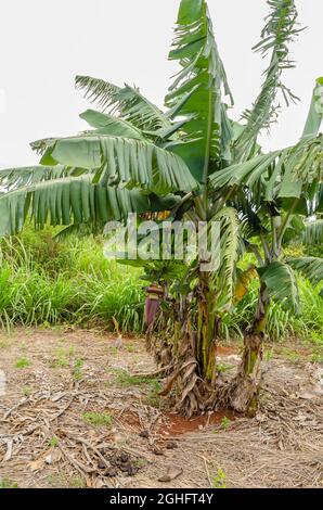 Ein kurzer Bananenbaum hat auf einem großen Haufen unreifer Bananen. Stockfoto