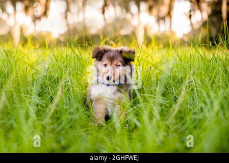 Shetland Sheepdog Welpe in einem Feld bei Sonnenuntergang. Spielen im hohen Gras. 8 Wochen alter Welpe. Stockfoto