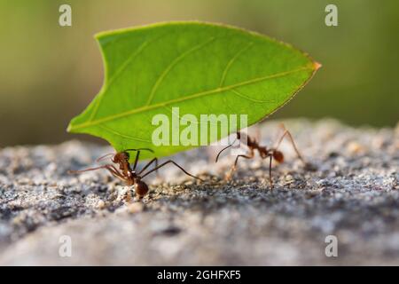 Zwei Ameisen, die ein Blatt zu ihrem Nest tragen. Ontario Village, Belize. Stockfoto