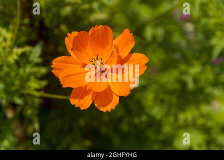 Cosmos Blume in Guatemala, tropisch. Stockfoto