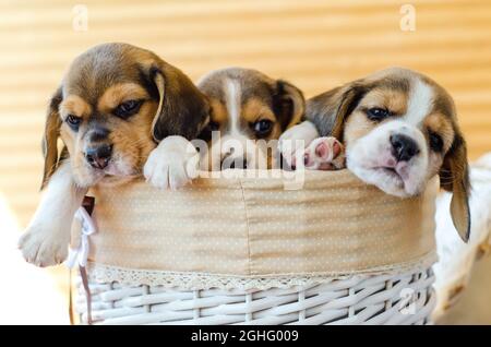 Drei Beagle Welpen sitzen in einem Korb Stockfoto