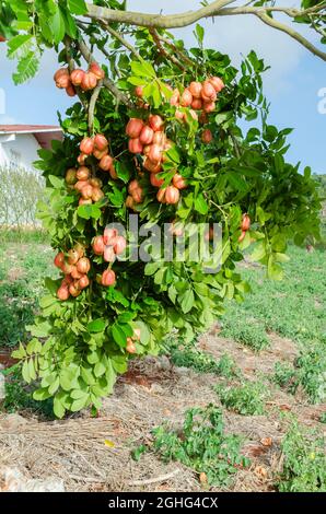 Hängende Äste Mit Ackees Stockfoto