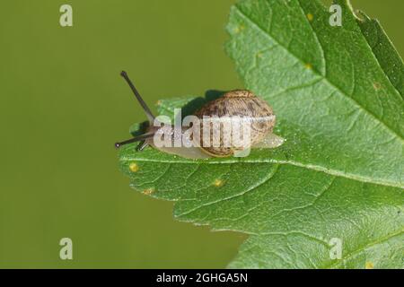 Junge Gartenschnecke (Cornu aspersum) kriecht auf einem Blatt. Familienlandschnecken (Helicidae). September, in einem holländischen Garten Stockfoto