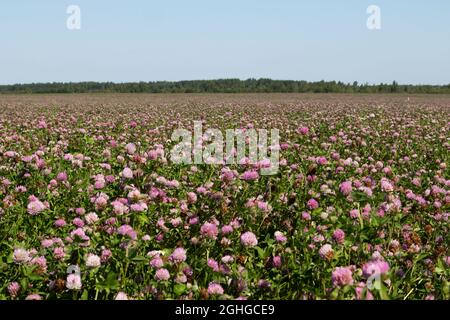 Ein Feld mit rosa Kleeblatt und einem blauen, sonnigen Himmel. Sommerlandschaft. Stockfoto