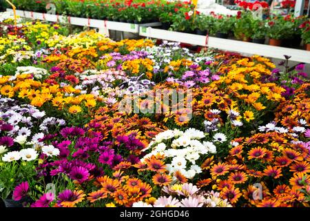 Nahaufnahme des Sortiments von afrikanischen Gänseblümchen, die in einer Gewächshausfarm wachsen Stockfoto