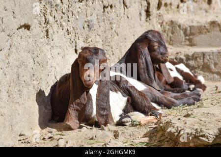 Kleines Ziegenporträt Nahaufnahme Tierzoo Viehzucht Haustier Stockfoto