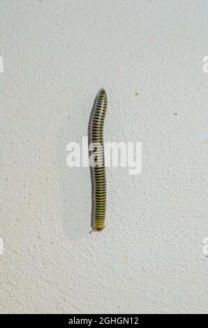 Gelb-banded Tausendfüßler Stockfoto