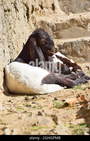 Neugeborenes kleines Ziegenbaby auf dem Bauernhof Tier Stockfoto