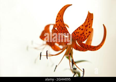 Blütenblätter der Tigerlilie in voller Blüte. Orange Lilie Blüten isoliert auf weißem Hintergrund. Stockfoto