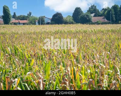 Im September ist es Zeit, die Maiskolben im Maisfeld zu sammeln Stockfoto