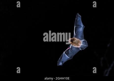 Pipistrellus pipistrellus Fledermaus im Flug mit ausgebreiteten Flügeln 1 von 2 Stockfoto