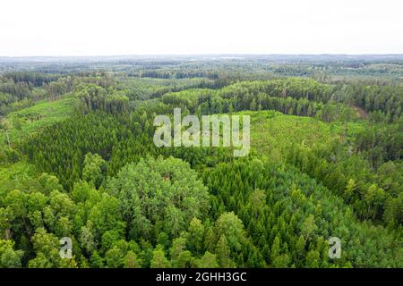 Luftaufnahme von Drohne auf Moor, verwelkte graue Bäume, gallante Kiefer- und Birkenwälder in verschiedenen Farben wie hell, dunkelgrün, smaragdgrün, gelb Stockfoto