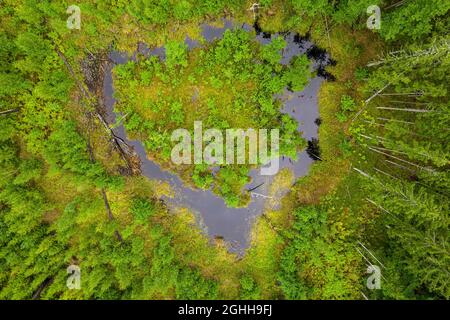Aereales Foto eines natürlichen herzförmigen Moorsees in Fliederfarben mit einer kleinen Insel, umgeben von altem Fichtenwald und jungen Birkenwäldern an keinem bekannten Ort in Lettland Stockfoto