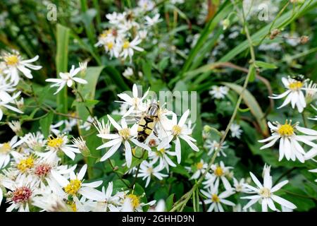 Weißholz-Aster (Eurybia divaricata, SYN.Aster divaricatus) Stockfoto