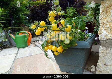 Gelbe Kirschtomaten gedeihen in der Blumenkiste auf der Terrasse Stockfoto