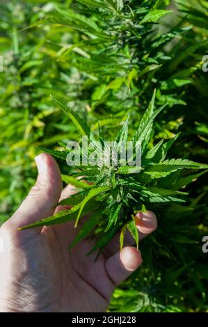 Cannabis, auch bekannt als Marihuana, ist ein jährlich erscheinender, zweihäusiger Kraut. Stockfoto