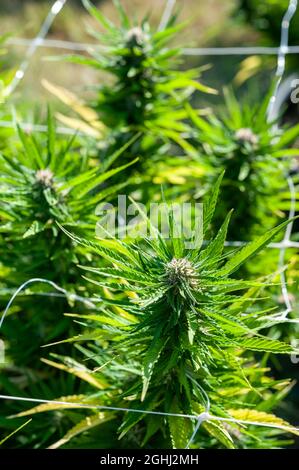 Cannabis, auch bekannt als Marihuana, ist ein jährlich erscheinender, zweihäusiger Kraut. Stockfoto