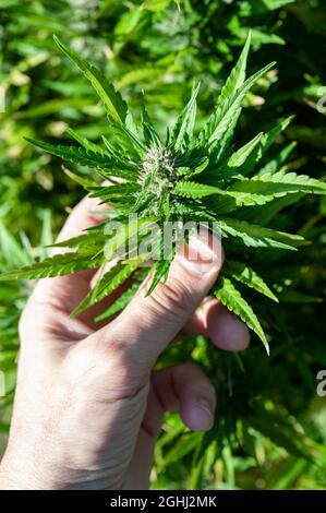 Cannabis, auch bekannt als Marihuana, ist ein jährlich erscheinender, zweihäusiger Kraut. Stockfoto