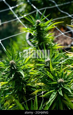 Cannabis, auch bekannt als Marihuana, ist ein jährlich erscheinender, zweihäusiger Kraut. Stockfoto