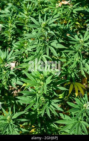 Cannabis, auch bekannt als Marihuana, ist ein jährlich erscheinender, zweihäusiger Kraut. Stockfoto