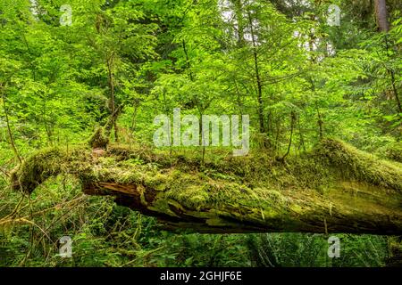 Junge Bäume wachsen auf einem toten alten Baum im Regenwald von Hoh Stockfoto