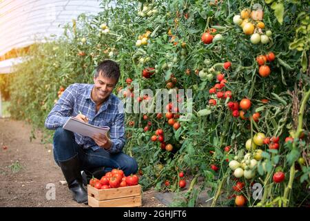 Männlicher Landwirt überwacht Tomatenpflanzen im Gewächshaus lächelnd. Agronom hockend in Gewächshaus Schreiben Notizen mit Pad. Stockfoto