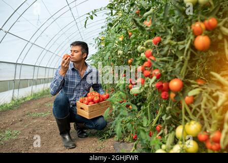 Männlicher Bauer, der im Gewächshaus arbeitet und Tomaten pflückt. Ein Agronom hockend riechendes Produkt, während er eine Holzkiste hält. Stockfoto