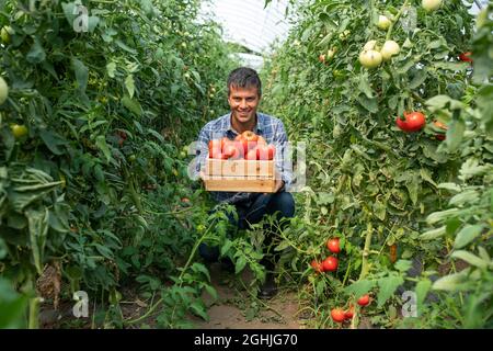 Agronom kauert zwischen Tomatenpflanzen im Gewächshaus. Der Bauer hält eine Kiste und lächelt und macht Augenkontakt mit der Kamera. Stockfoto