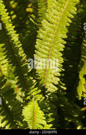 Nephrolepis cordifolia, Quetzal Schwanz oder Sägezahn Farn in Guatemala. Stockfoto