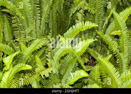 Nephrolepis cordifolia, Quetzal Schwanz oder Sägezahn Farn in Guatemala. Stockfoto