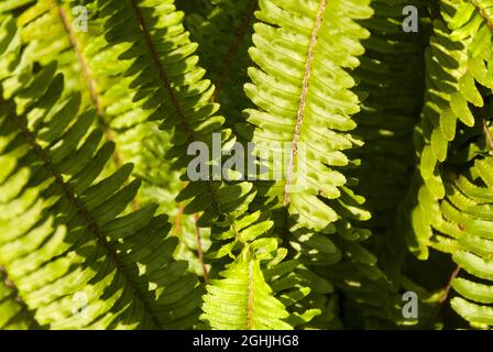 Nephrolepis cordifolia, Quetzal Schwanz oder Sägezahn Farn in Guatemala. Stockfoto