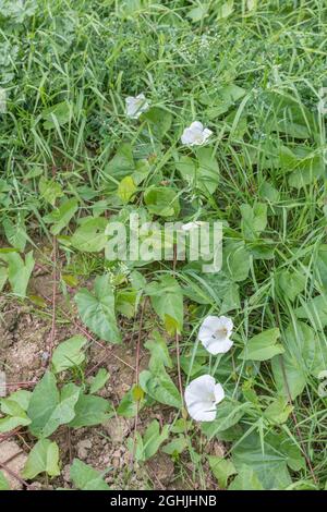 Weiße Blüten und Reben von Hedge Bindweed / Calystegia sepium, die um einen beschnittenen Feldrand herumlaufen. Lästige Ackerwoche in Großbritannien & alte Heilpflanze. Stockfoto