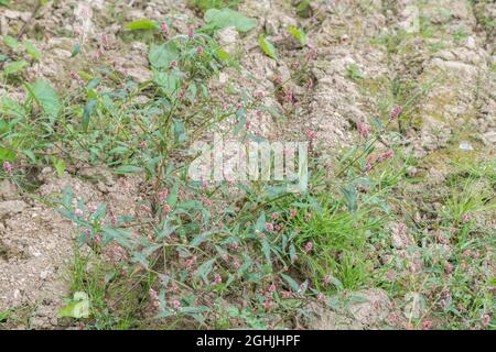 Rosa geclusterte Blüten von Rotschenkel / Polygonum persicaria syn. Persicaria maculosa. Gewöhnliches Agrarunkraut, das einst als Heilpflanze im Kräuterwesen verwendet wurde Stockfoto