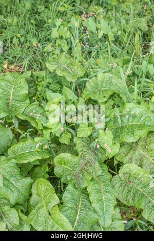 Drei sehr häufig vorkommende UK-Ackerunkräuter: Rotschenkel / Polygonum persicaria, Breitblättriger Steg / Rumex obtusifolius & Hedge Bindweed / Calystegia sepium. Stockfoto