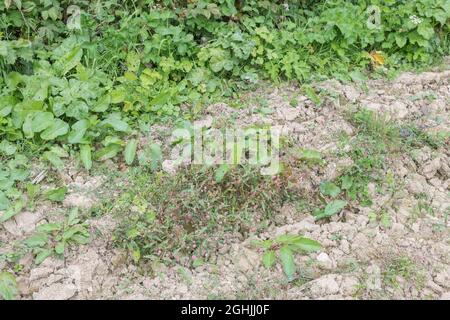 Unkrautbefall auf Ackerfeld in Großbritannien. Rotschenkel / Polygonum persicaria (Mitte) & breitblättriger Dock / Rumex obtusifolius (Rückseite). Beide Kräuterpflanzen. Stockfoto