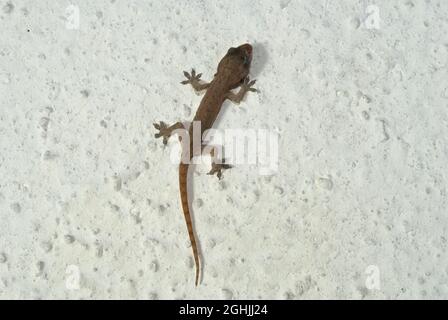 Junge Gecko Kletterwand in Mittelamerika, Guatemala, Gekkonidae Stockfoto